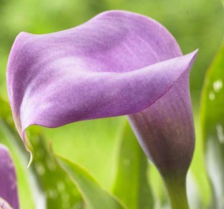 Breathtaking & Spectacular Calla Lily Lavender, Purple Bulb, Plant, Root Start