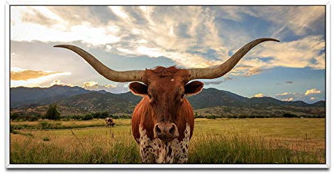 Texas Stier ca. 130x70cm Wandbild inklusive Schattenfugenrahmen weiss - Panorama Leinwand Bild XXL Format Wandbilder Wohnzimmer Wohnung Deko Kunstdrucke