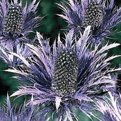 30+ MAR Alpino Acebo (Eryngium) semi di Fiori/Perennia