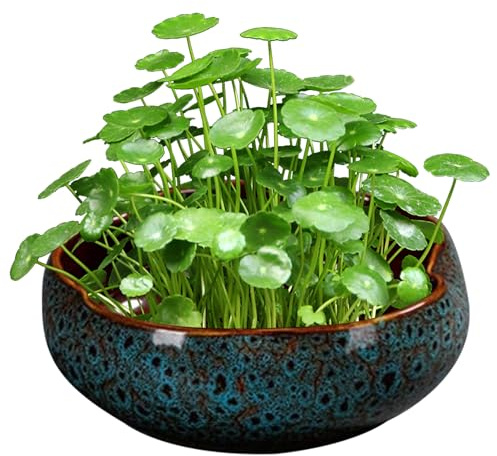 SMELEYOU Plantador de Loto para tazón para Semillas de Loto de cerámica en Forma de Flor Maceta de Bonsai Maceta Decorativa hidropónica sin Drenaje para Agua Planta de Lirio suculento