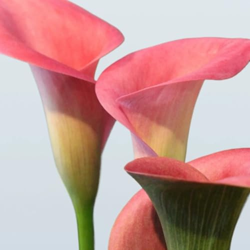 Calla,I fiori sono colorati,facili da curare,calla pianta vera,profumati,calla lily vase,perfetti per vasi e piante da giardino(Steli grandi,senza semi,non artificiali)-2pezzi-F