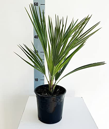 Chamaerops humilis - Vaso 14 - Palma nana - Palma di San Pietro - Pianta vera - Da esterno o Interno