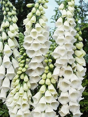 Buy4seeds Digitalis Foxglove Alba White 6000 Seeds Perennial Flower Useful for Garden and Outdoor