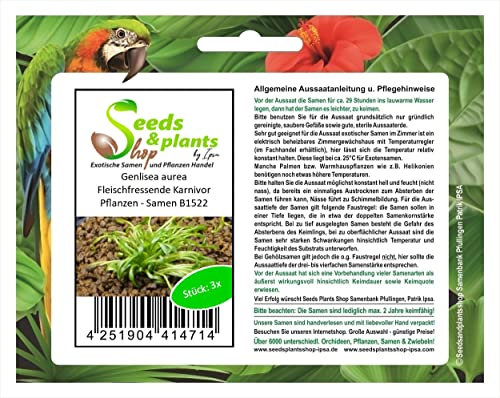 Stk - 3x Genlisea aurea Reusenfalle Fleischfressende Karnivor Pflanzen - Samen B1522 - Seeds & Plants Shop by Ipsa