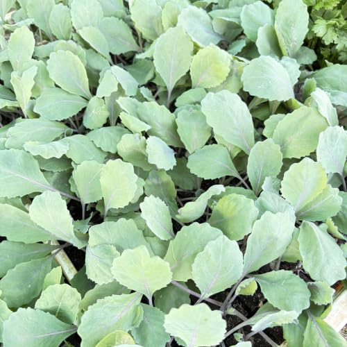 Kohlrabi blau Jungpflanzen 12er Set Gemüsepflanzen
