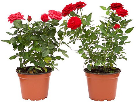 Pack de 2 Rosal Mini Planta Rosas Natural con Maceta con Flor de Colores Surtidos