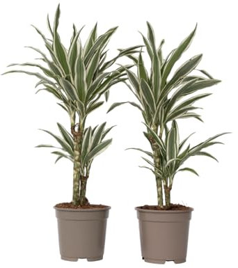 Plant in a Box - Dracaena Deremensis 'Weißer Streifen' - Drachenbaum - 2er-Set - Topf 17cm - Höhe 60-70cm