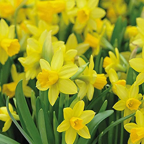 Daffodil 'Tete-a-Tete' Spring Bulbs – 25x Dwarf Hardy Plants with Bright Yellow Trumpet Flowers | Low Maintenance & Easy to Grow | Ideal for Vibrant Spring Gardens by Thompson & Morgan