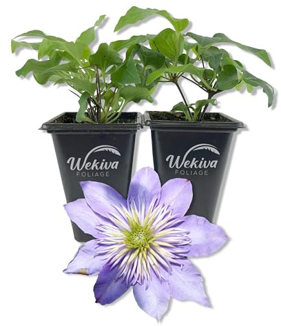 Clematis Crystal Fountain - 2 Live Starter Plants in 2 Inch Growers Pots - Starter Plants Ready for The Garden - Rare Clematis for Collectors