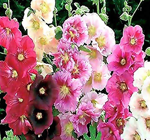 MySeeds.Co Big Pack - Hollyhock Single Mix Seed (3,000 Seeds) - Alcea rosea Heirloom Seeds - White to Dark red, Including Pink, Yellow and Orange Edible Flower Seeds (Big Pack - Hollyhock Mix)