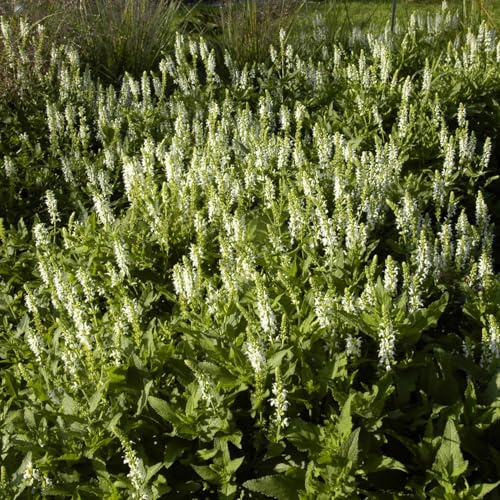 GARTEN SCHLÜTER® 3 x Garten-Salbei 'Schneehügel' Salvia nemorosa | 3 Pflanze je im Topfballen schneeweiß