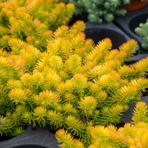 Sedum 'Angelina'. Plug Plant x 4. Evergreen, matforming Stonecrop. Ideal for rockeries. Golden Yellow Foliage. Available from Bedwen Plants