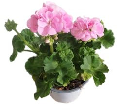 DECOALIVE Geranio Rosa – Planta Natural en Maceta – Resistente y de Fácil Mantenimiento