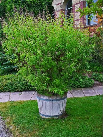 Cedrina Erba Luigina Liquori deliziozo, pianta perenne Lippia TERRE DI ROMAGNA pianta resistente