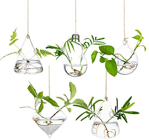 Glasseam Terrarium en verre à suspendre : 5 pièces stations de propagation de plantes modernes vases muraux hydroponiques pour plantes aériennes, fleurs, fenêtre intérieure, décoration d'intérieur