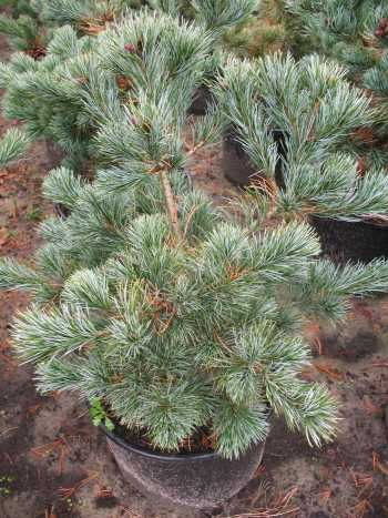japanische Mädchenkiefer Negishi Pinus parviflora Negishi 50-60 cm 7,5 L | Kräftige Pflanze im 7,5 L Topf, 50-60 cm – bereit zum Auspflanzen in Garten oder als Kübelpflanze