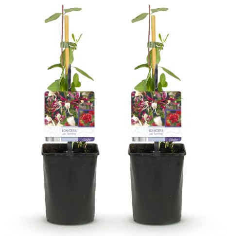 Plantas Trepadoras Lonicera Serotina para Jardín, Rosa y Blanco, Pack de 2