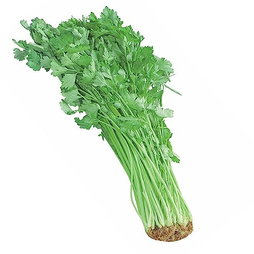 KVITER 500 Chinese Celery Seeds (Apium Graveolens) – Kintsai, Nan Ling Herb Garden Heirloom Seed for Soups, Stir-Fries, Salads. Crisp, Aromatic, Non-GMO – Vegetable Seeds for Outdoor & Indoor Garden