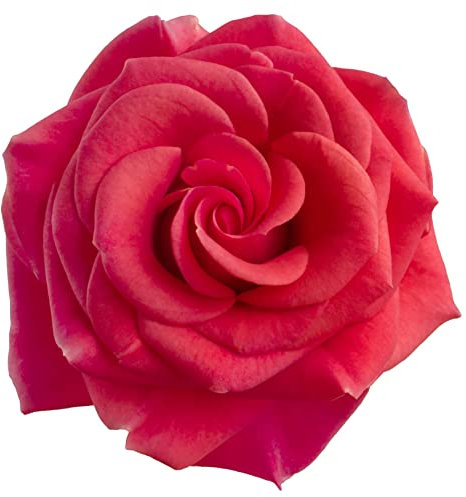 Rose Plants, Floribunda 'Remembrance', 1 x Full Plant in a 5 Litre Pot, Red Roses, Garden Ready and Ready to Plant, Premium Quality Roses