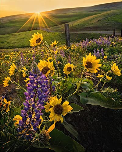 Zdklfm69 Malen nach Zahlen Ölgemälde nach Zahlen Landschaft Erwachsene Sonnenblume Sonnenuntergang auf Leinwand Ölbild Zeichnung Malen nach Zahlen Dekoration Geschenk 40x50cm