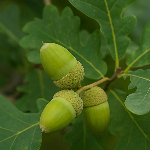 Deutsche Stieleichen Samen – Eicheln zur Anzucht | Ideal für Naturgärten, nachhaltige Forstwirtschaft & Aufforstung – Qualitätssamen für robuste Eichenbäume