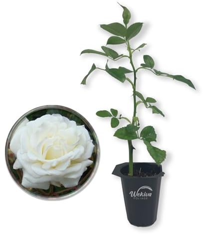 Prosperity Rose Bush - Live Starter Plant in a 2 Inch Growers Pot - Beautifully Fragrant Hybrid Tea Rose - A Versatile Beauty with Large Blooms