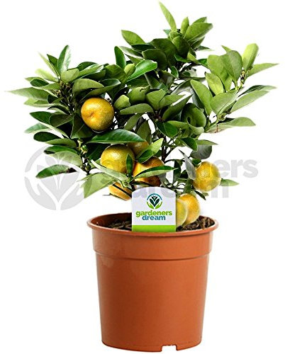 Calamondin Orangenbaum - 1 Zimmerpflanze – Zierpflanze fürs Haus oder Büro Grün