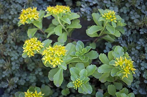Sedum kamtschaticum 9x9 cm Topf – Winterhart, Mehrjährig, Pflegeleicht – Kamtschatka-Fetthenne – Bodendecker für Steingarten & Beet