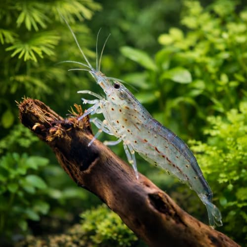 Caridina Japonica Nettoyeur d'algues – Lot de 10 crevettes vivantes – Nano - Aquarium & bacs communautaires – Acclimatées en France – NeoTropic