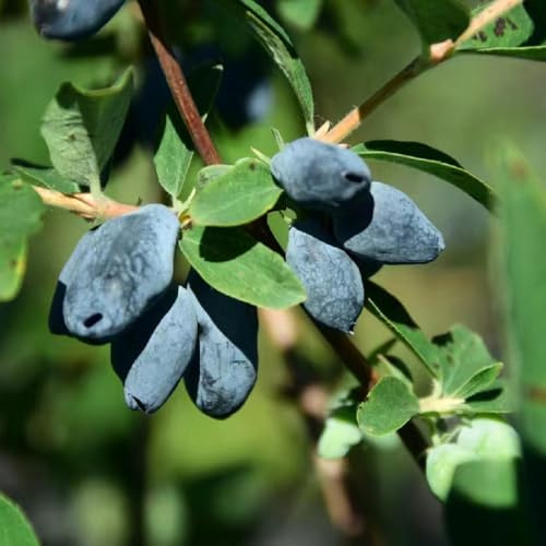 mirtillo siberiano - semi di appartamento giardino semi di biologici giardino ufficio interno vaso 250pcs