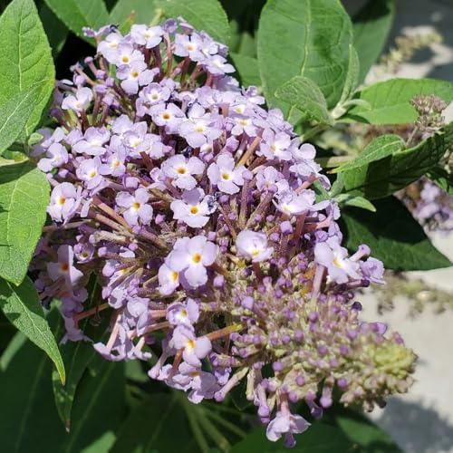 Semi di arbusto farfalle, Buddleja davidii, decorazione floreale vecchie varietà da balcone semi estivi serre da balcone arbusti a crescita rapida come 35pcs