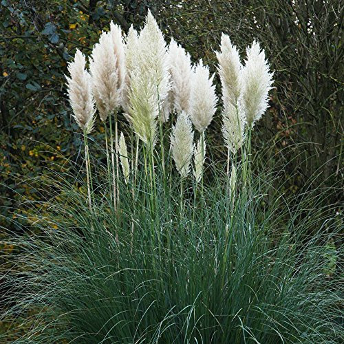 Cortaderia selloana 5er-Set – Mehrjährig, Pflegeleicht – Pampasgras – Ziergras für Garten & Beet