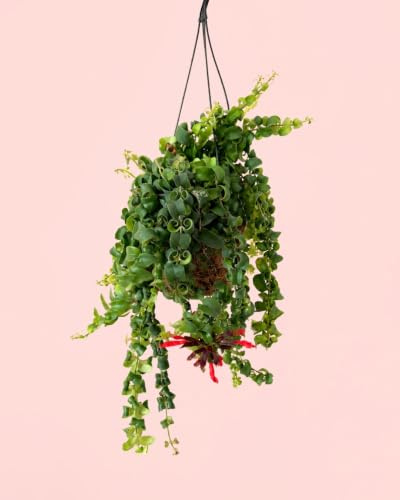 PUR PLANT Aeschynanthus Bluster | Planta Pintalabios Colgante Natural | Planta Tropical de Interior | Maceta De Ø15 cm