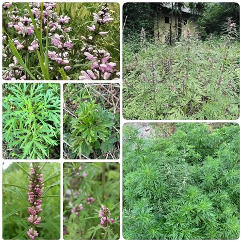 HerzgespannSamen, kräutersamen Leonurus japonicus, balkon kräutergarten balkon grünpflanzen seltene gartenkräuter alte sorten 450pcs
