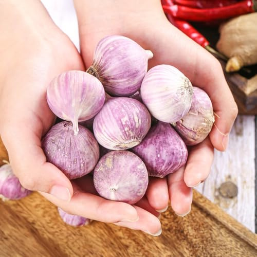 ajo orgánico verdes del jardín de plantar ajo exóticas para balcones elevados Semillas de hortalizas y medicinales para balcón Semillas, resistentes en 100semillas
