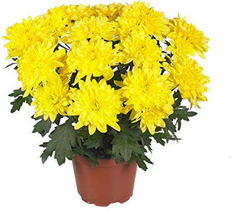 Margarita Natural Flores Amarillas - Crisantemo - Planta Interior y Exterior - Chrysanthemum