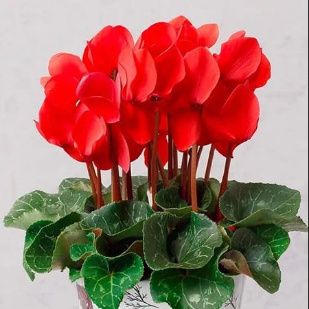 100 semi di ciclamino rosso