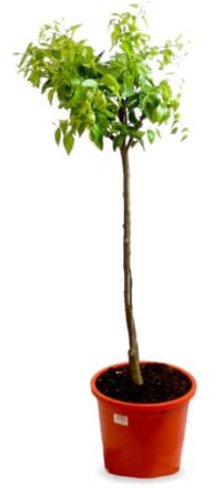 Verdecora Mandarino Árbol cítrico en maceta de 5L | Citrus Reticulata | Para plantar en huerto o jardín | Frutas abundantes | Planta natural de exterior (Mandarino)