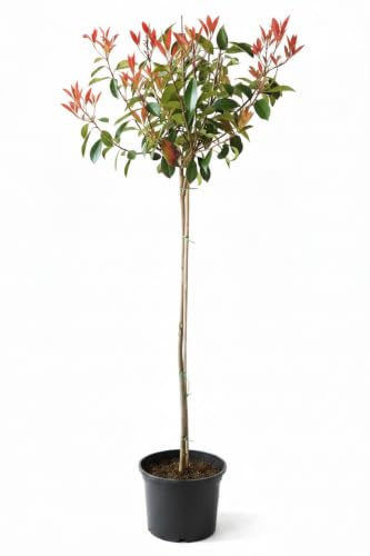 Glanzmispel Hochstamm 170–180 cm – Photinia Red Robin – roter Austrieb | Hochstamm leuchtend roter Austrieb