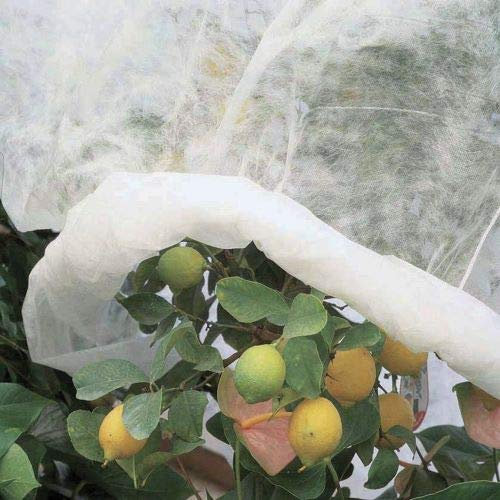 TodoCultivo Tejido de protección Invernal o Manta térmica para heladas. Medida 2.4x10 Metros para Planta de Huerta o arboles