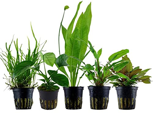 AquaOne Akvarieväxter I 5 x vattenväxter I Diskus akvarieväxter I Anubias Microsorum Echinodorus Cryptocoryne I diskusdamm set diskusfisk