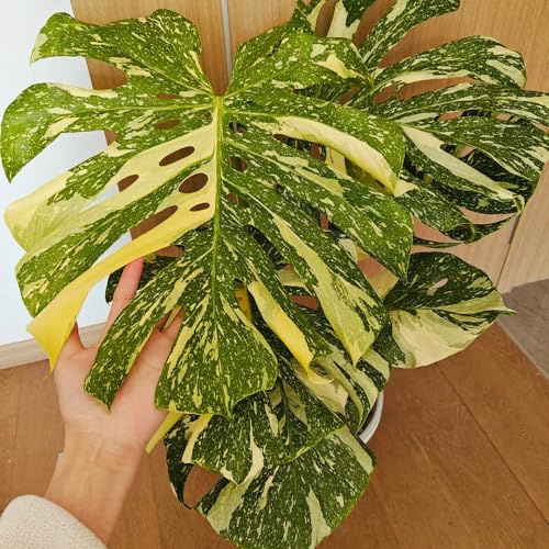 semillas de monstera - Variedades antiguas, jardín resistentes balcón 30pcs