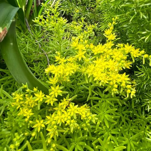 sedum lineare - bodendecker winterhart mehrjährig hochbeet für sonnige plätze bio wildblumen 400samen