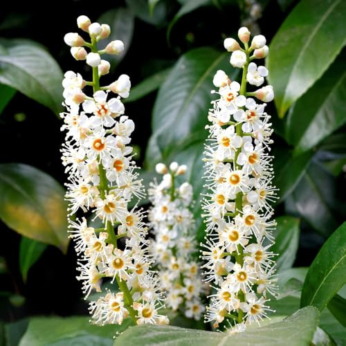 semi di alloro ciliegia, biologici vecchie varietà balcone, resistenti 10pcs