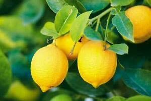 Genipap 20 semillas de limonero
