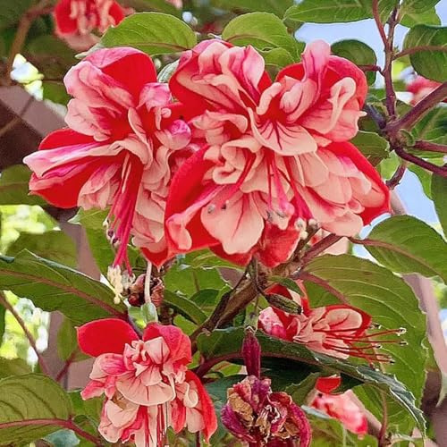 Fuchsiensamen, zierblumen für sonnige plätze Fuchsien, kräuterpflanzen exotische stauden winterhart mehrjährig bonsai indoor balkonpflanzen steingartenpflanzen winterhart 35samen