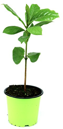 Katappenbaum - Seemandelbaum (Terminalia catappa) raschwachsender Laubbaum mit Früchten aus der Gärtnerei Enseleit
