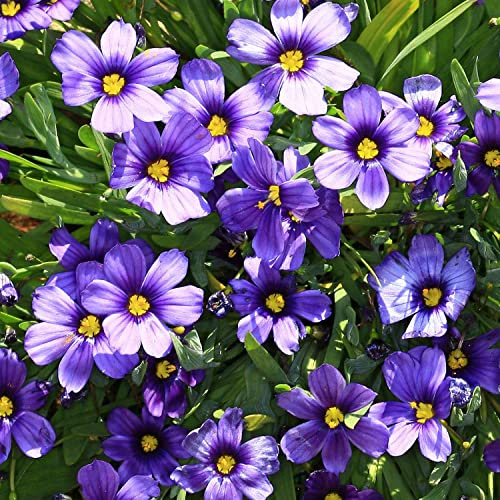 GARTEN SCHLÜTER® Binsenlilie 'Sapphire'