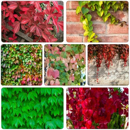 Wilder Wein kräuterpflanzen heilkräuter dachbegrünung zimmerbonsai bonsai steingartenpflanzen exotische zimmerpflanzen deko büro pflanztopf Parthenocissus tricuspidata dekopflanzen 200samen