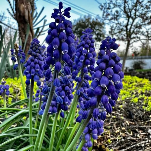 6zwiebeln hyazinthen - bodendecker winterhart mehrjährig, blumenwiese hyazinthen blumenzwiebeln frühlingsblumen